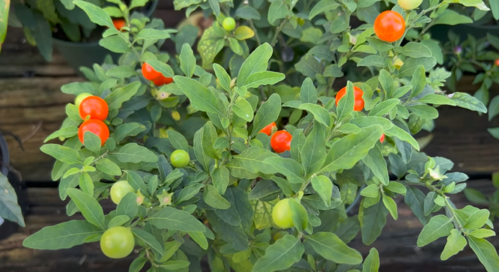 Jerusalem Cherry: The Vibrant but Toxic Plant You Need to Know About