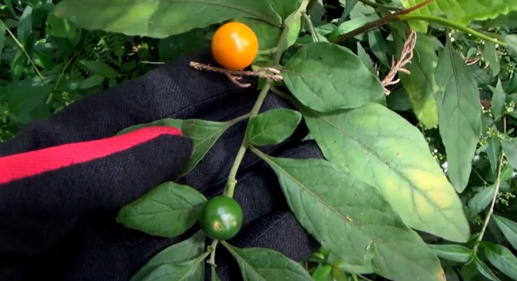 Jerusalem Cherry: The Vibrant but Toxic Plant You Need to Know About