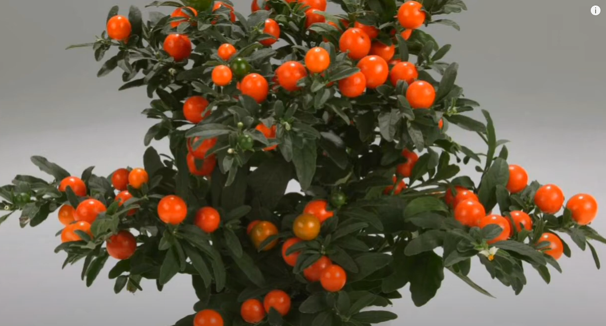 Jerusalem Cherry: The Vibrant but Toxic Plant You Need to Know About